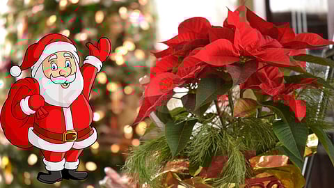 poinsettia in christmas