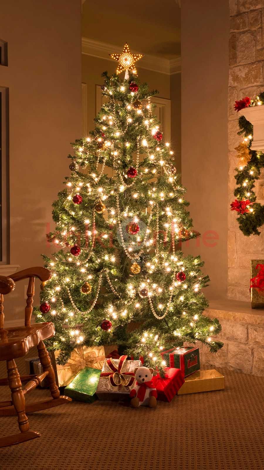 கிறிஸ்துமஸ் பண்டிகையில் முக்கிய இடம் வகிக்கும் மரத்தின் சுவாரசியமான தகவல்கள்!