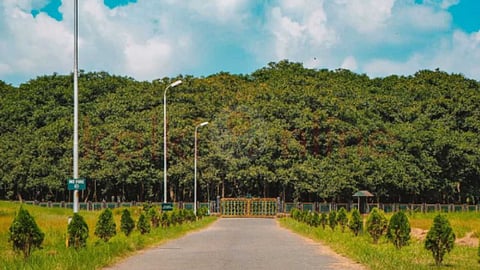 The oldest banyan tree in the world
