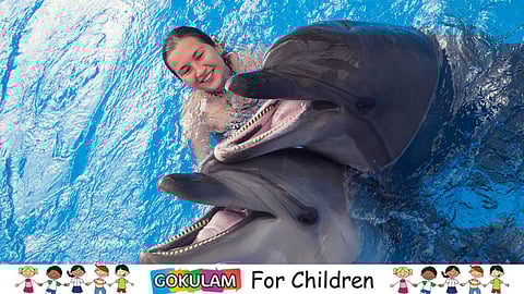 Why are Dolphins so friendly with humans?