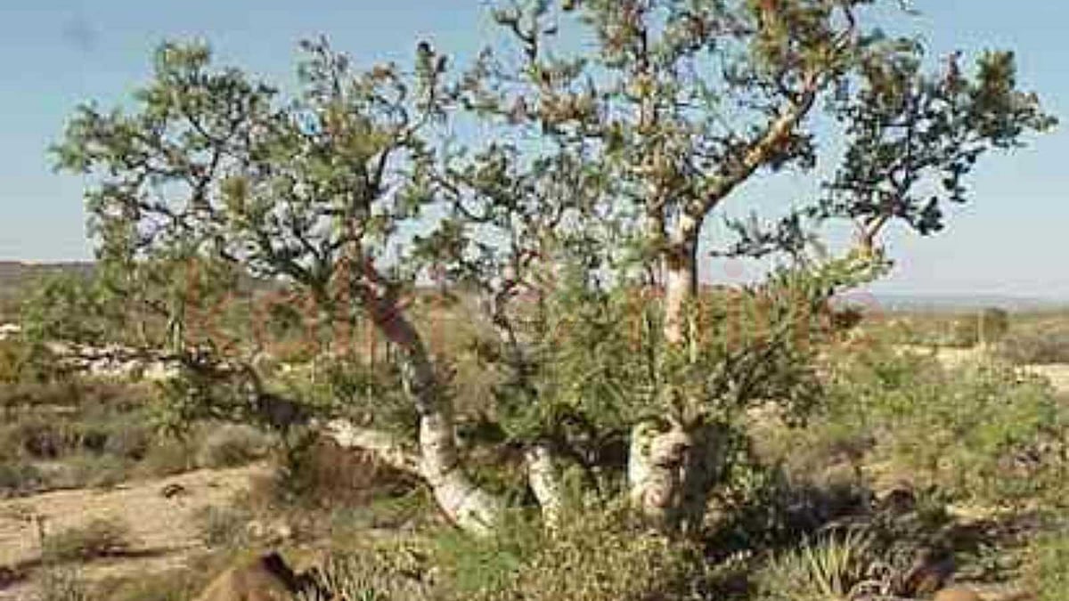 சோனோரன் பாலைவனத்து யானை மரங்களின் சிறப்புகள் தெரியுமா?