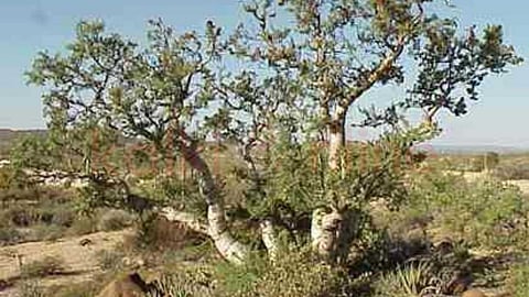 Special features of desert elephant tree