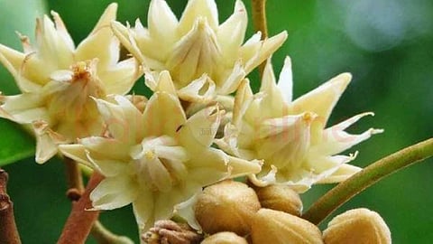 Medicinal benefits of Magizhampoo