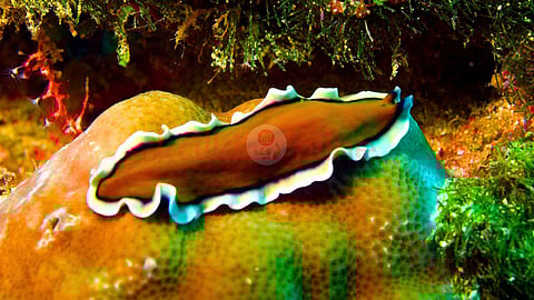 Flatworm
