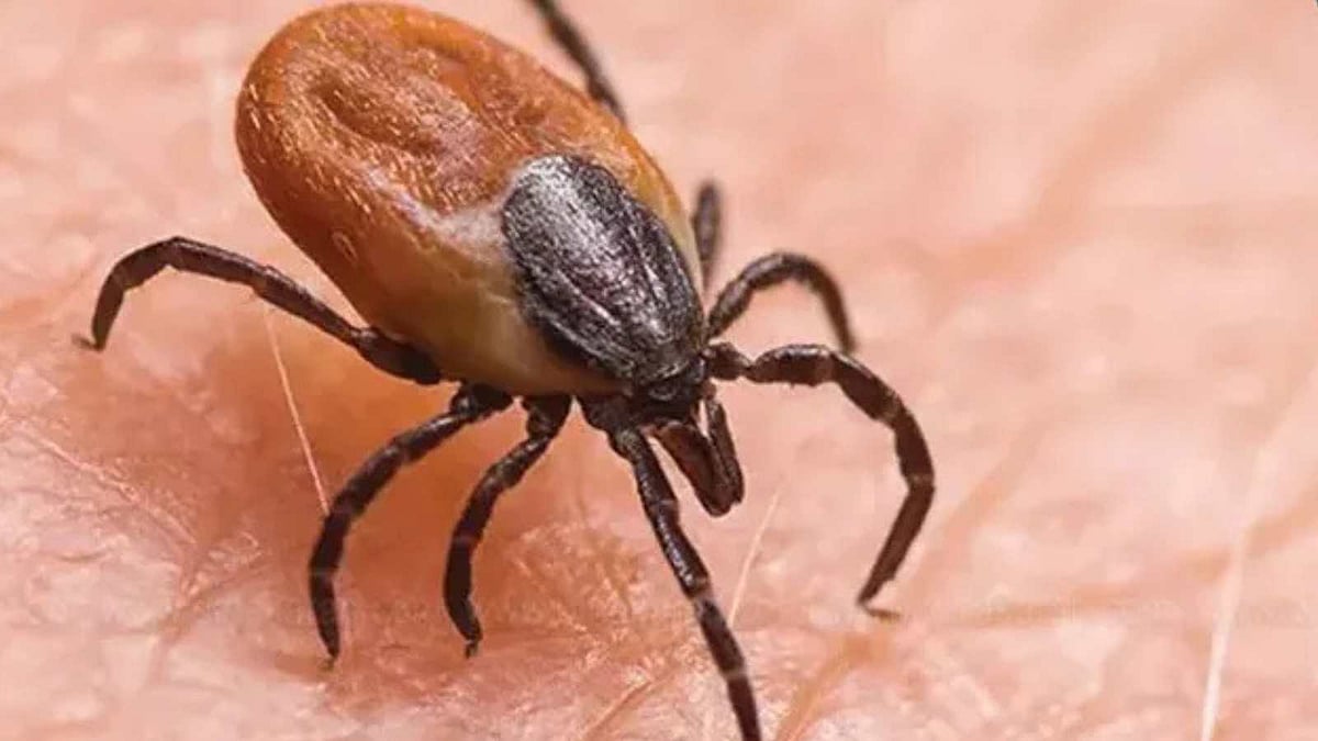 தமிழகத்தில் அதிகமாக பரவி வரும் ஸ்கரப் டைபஸ் பாக்டீரியா!