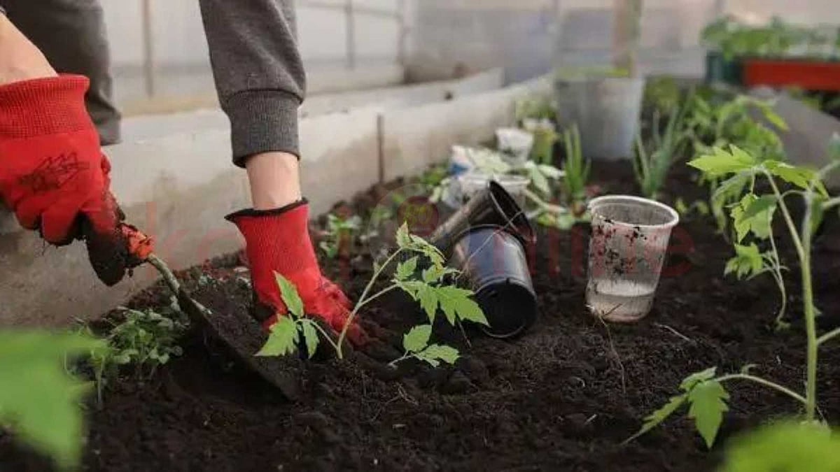 தோட்டக்கலையில் வேப்ப எண்ணெய் செய்யும் 8 மாயங்கள்!