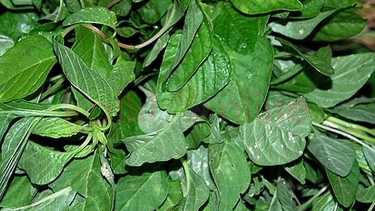 பெயருக்குதான் இது அரைக்கீரை; பலன் தருவதில் முழு கீரை!