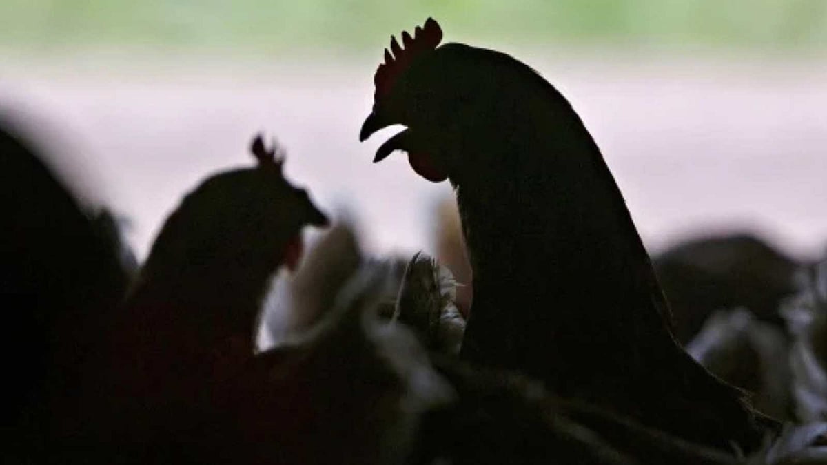 பறவைக் காய்ச்சல் பாதிப்பால் ஒருவர் பலி.. எங்கு தெரியுமா?