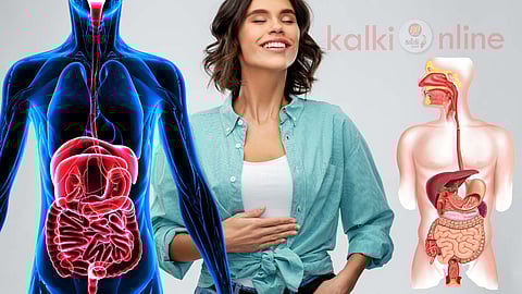 Digestive system