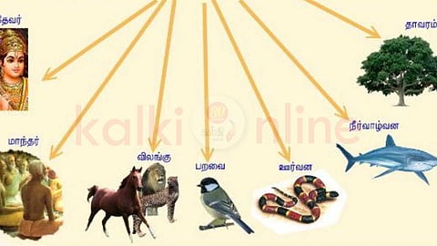 The characteristics of seven types of birth