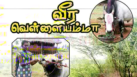 Renuka a bull farmer - Mangayar Malar January 1-15 - 2018 Issue