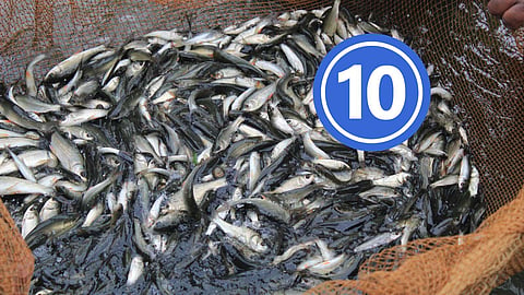 Fresh Water Fish
