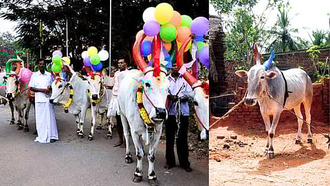 Do you know why we celebrate Maatu pongal?