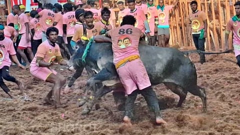 Jallikattu