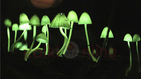 Mushrooms that glow green at night