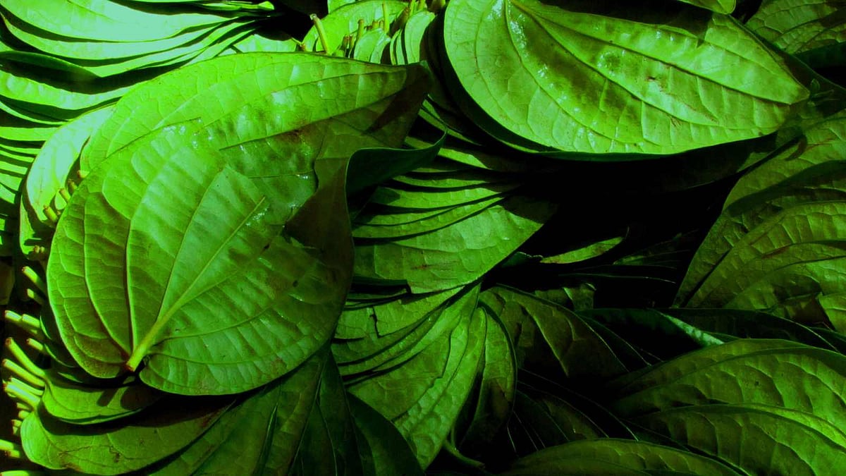 நல்ல மணமும் சுவையும் கொண்ட மைசூர் கொழுந்து வெற்றிலை!  