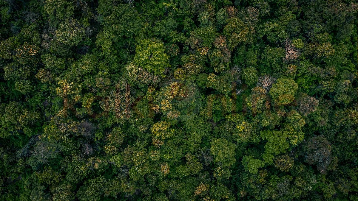 உலகில் அதிக மரங்கள் நிறைந்த நாடுகள்!