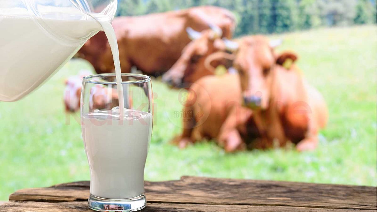 வழக்கமான பாலை விட ஆர்கானிக் பாலில் ஊட்டச்சத்து ஏன் அதிகம் தெரியுமா?