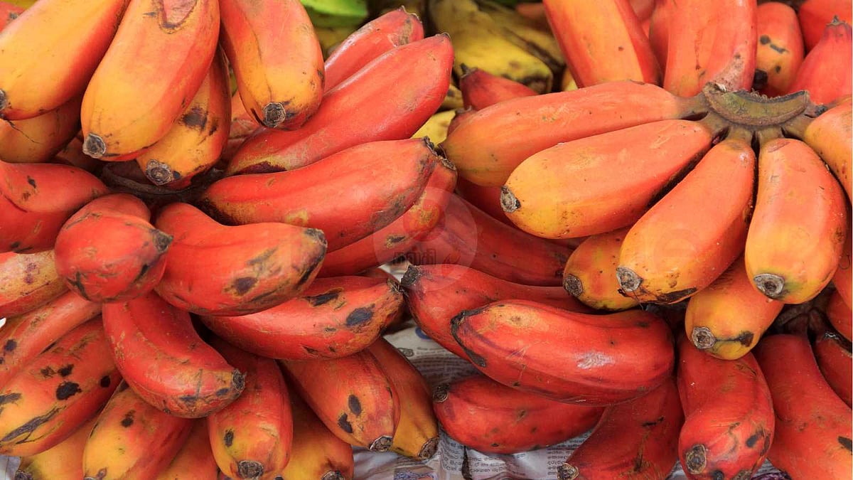 பற்களின் பலவீனத்தைப் போக்குமா செவ்வாழை?