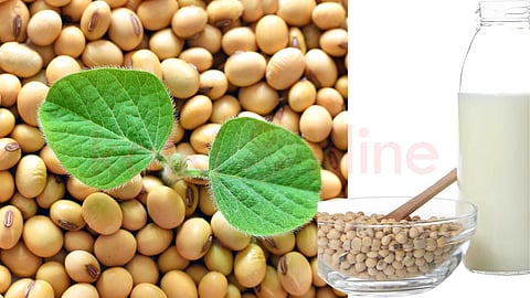 Soya is essential in daily diet...!