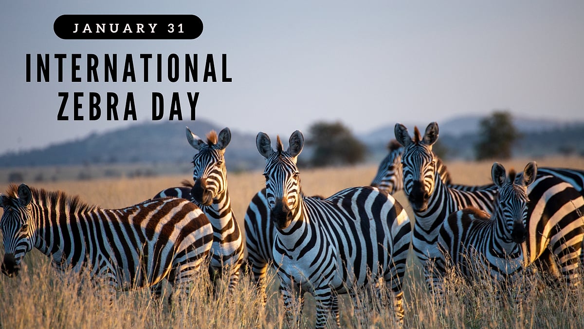 ஜனவரி 31: பன்னாட்டு வரிக்குதிரை நாள் - அச்சுறுத்தல்களை எதிர்கொள்ளும் அழகான விலங்கினம்! 