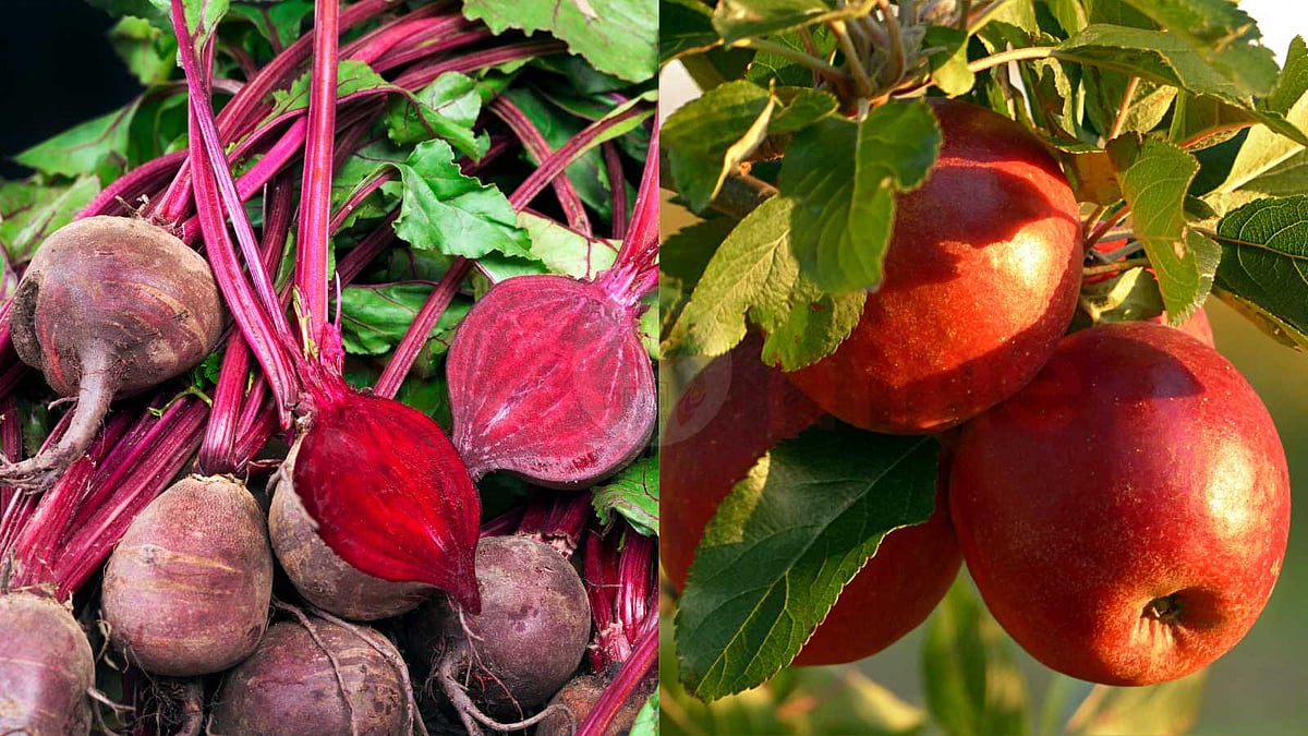 சிவப்பான காய்கறிகள் மற்றும் பழங்களில் இரும்புச்சத்து அதிகம் என்று சொல்வது உண்மையா?