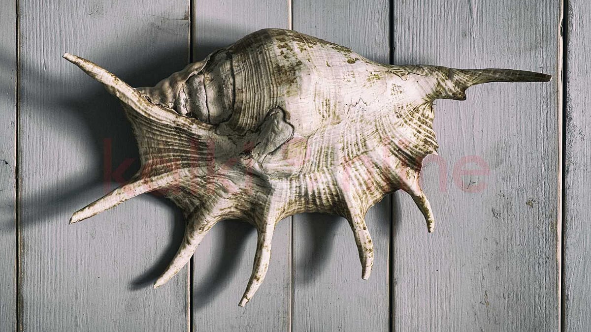 Spider Conch - வேகமாக அழிந்து கொண்டிருக்கும் சிலந்தி சங்குகள்! 