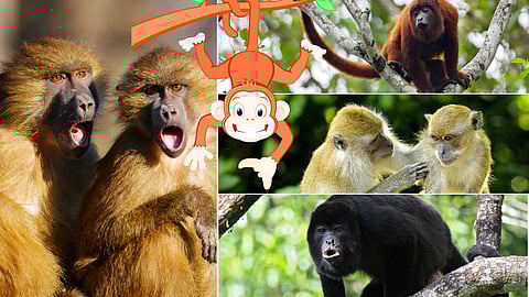 Some interesting facts about monkeys!