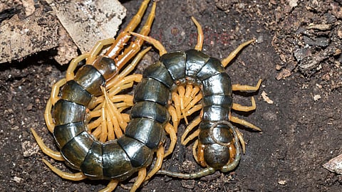 Centipede