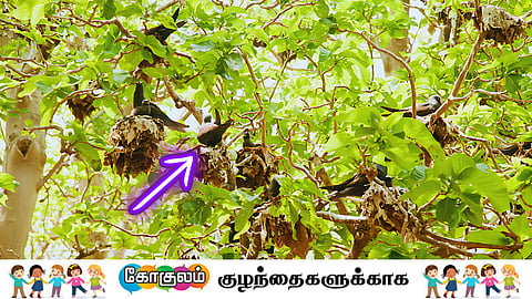 pisonia bird catcher tree