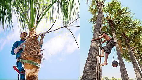 Palm climbing