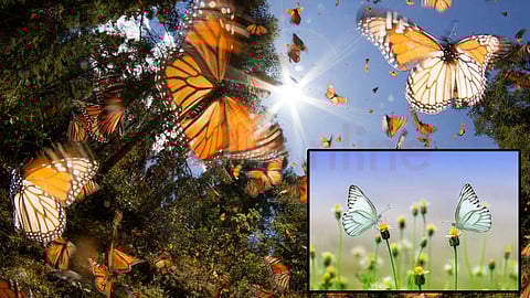 butterflies decreased in the United States!