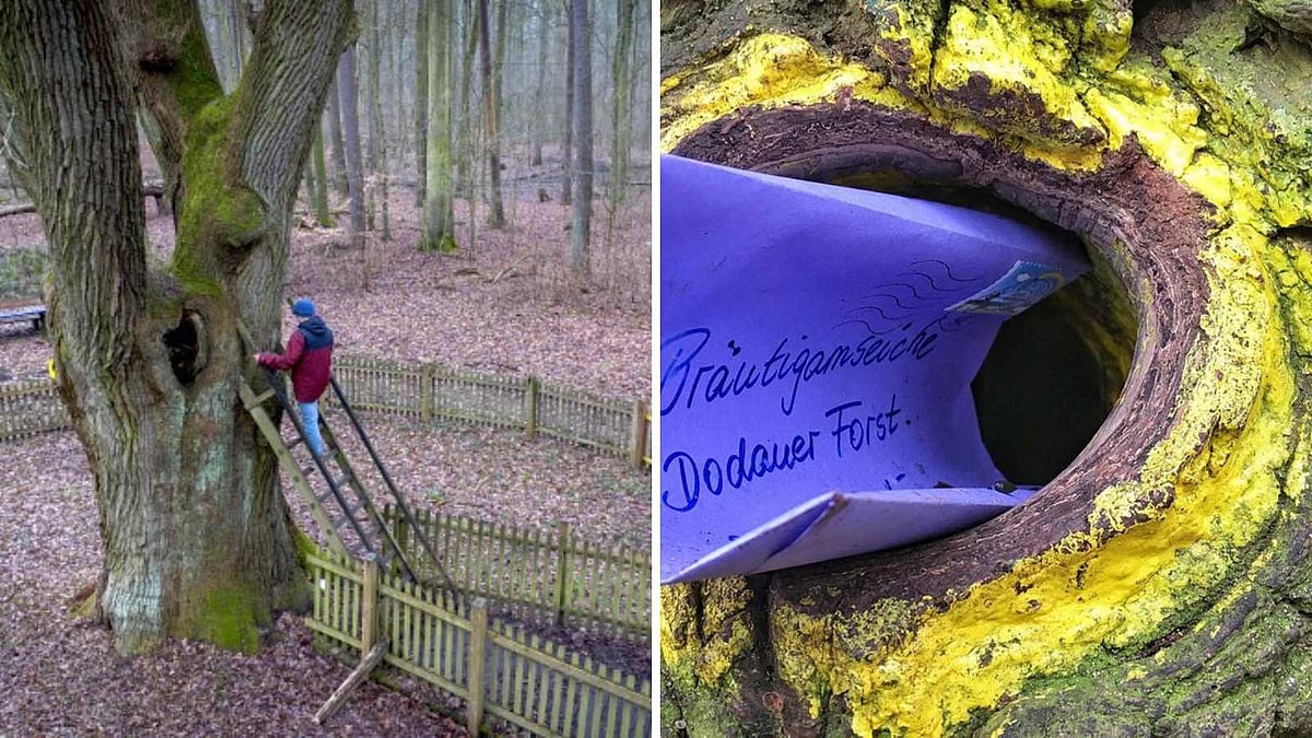 அஞ்சல் குறியீடு பெற்ற உலகின் ஒரே மரம் எங்கிருக்கிறது தெரியுமா?