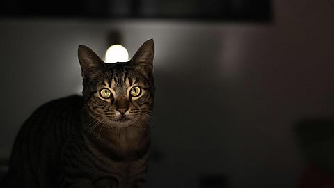 Cats' Eyes Glow In The Dark
