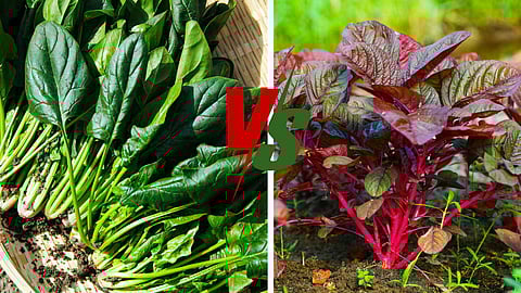 Spinach
