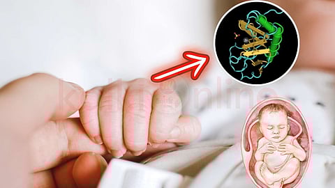 Sonic Hedgehog (SHH) protein