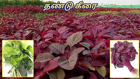 Spinach Harvest 