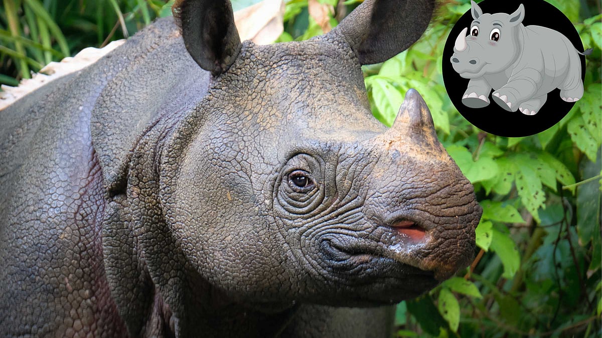 அழிவின் விளிம்பில் ஜாவா காண்டாமிருகம் (Rhinoceros Javan) 