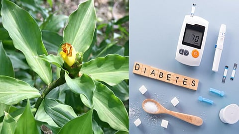 Insulin Plant for Diabetes 