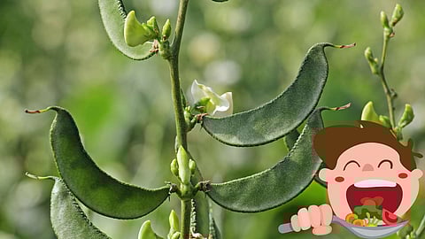 Broad beans