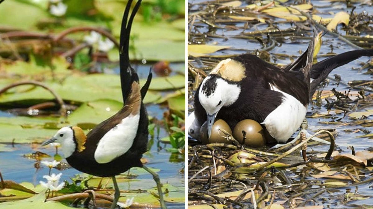 60 நாட்கள் வரை தந்தைக் கோழியின் பராமரிப்பில் இருக்கும் குஞ்சுகள்! எந்தப் பறவை? 