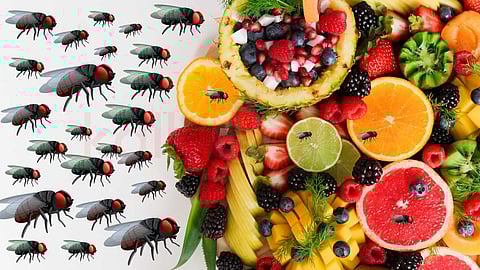 Fruit fly