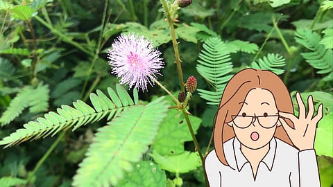 Shameplant