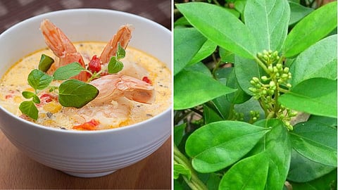 Sirukurinjan soup, which is used as a medicine for diabetes!