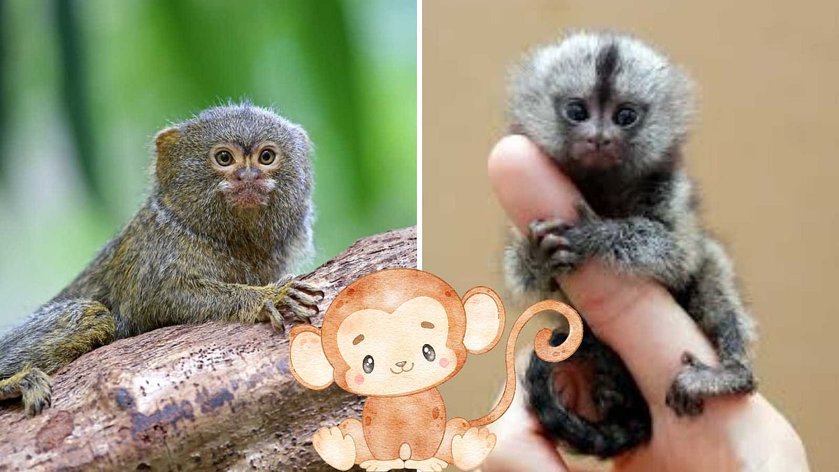 விரல் நீள குரங்கு இது!