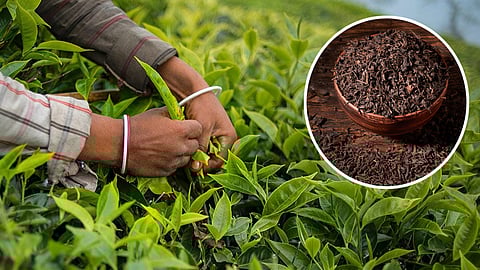 Tea production