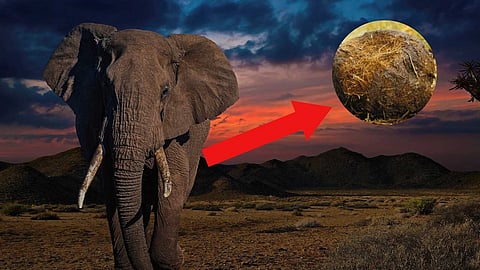 Elephant waste