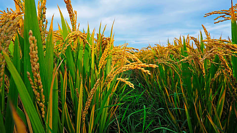 The appearance of the fields