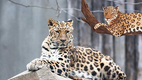 Amur leaopard