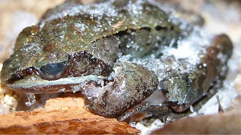  (Wood Frog - Rana sylvatica)